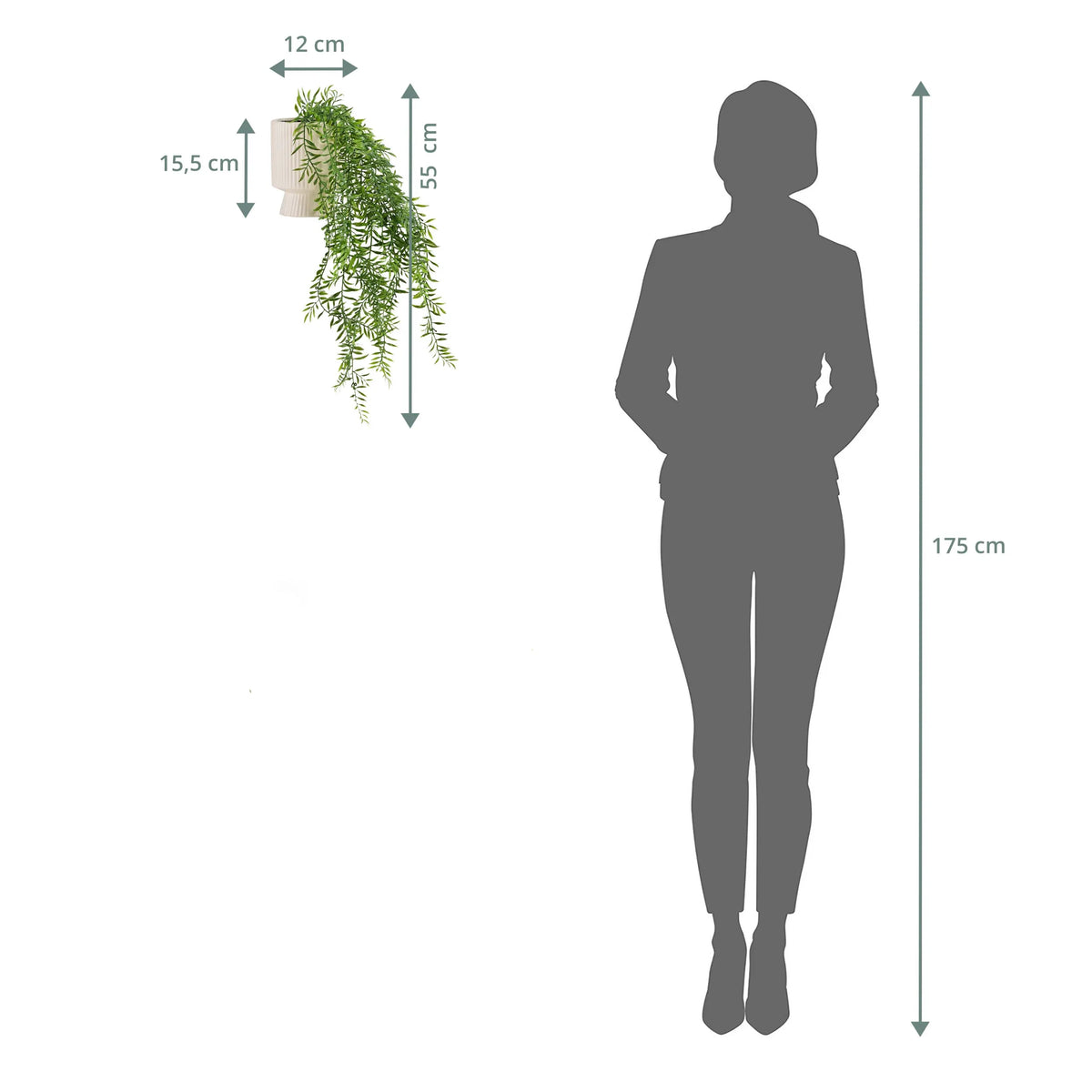 Maattekening van de Filix wandplant met een totale hoogte van 55 cm en een breedte van 12 cm van hjh OFFICE