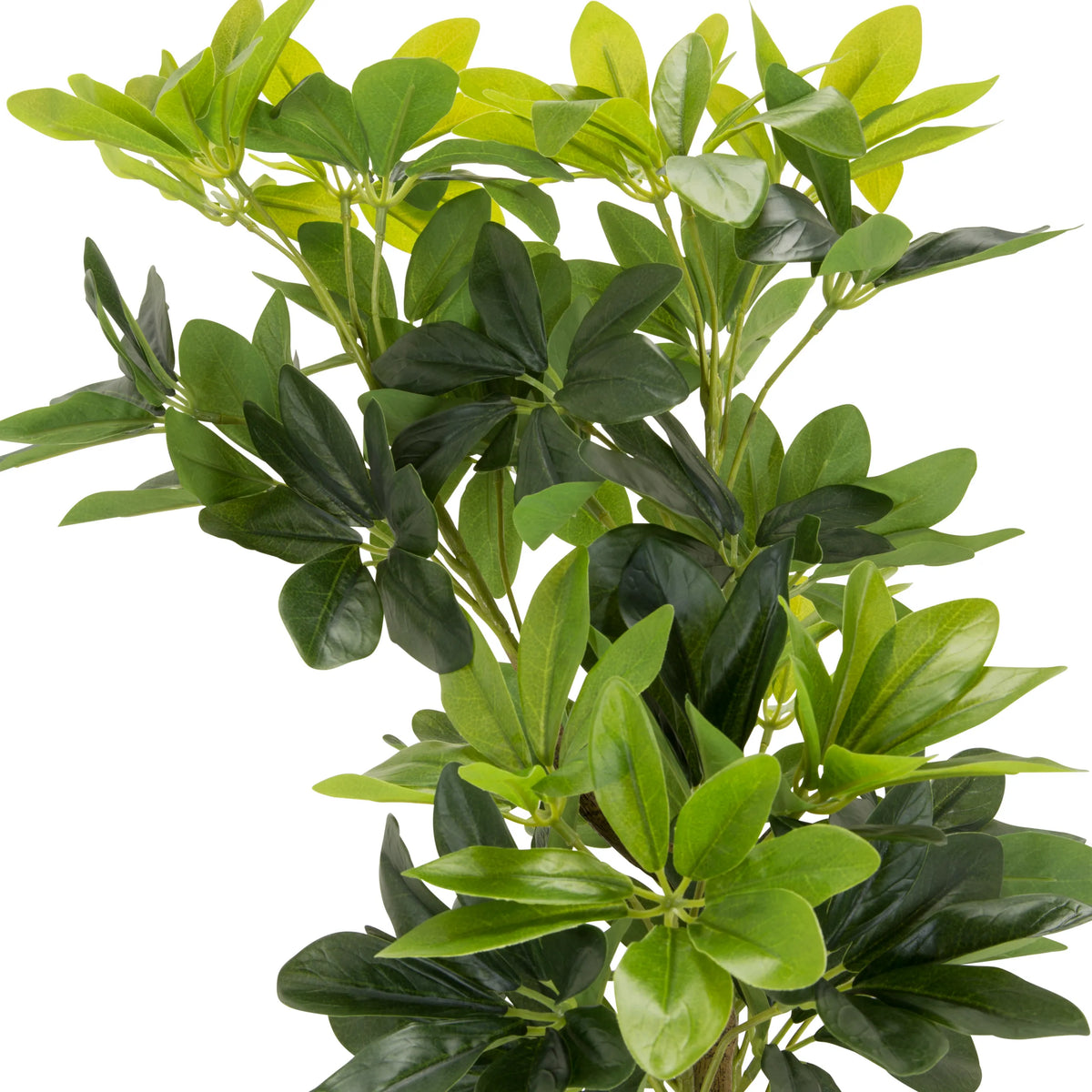 Groene bladeren van de kunstplant SCHEFFLERA van hjh OFFICE