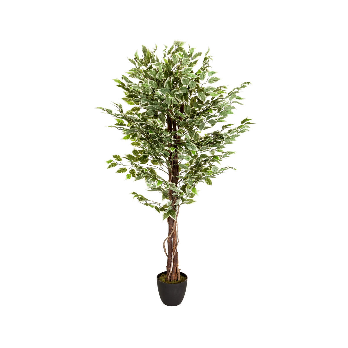 Groene Kunstplant FICUS met gevlochten stam in een zwarte pot van hjh OFFICE – 360-gradenweergave (vooraanzicht 0°)