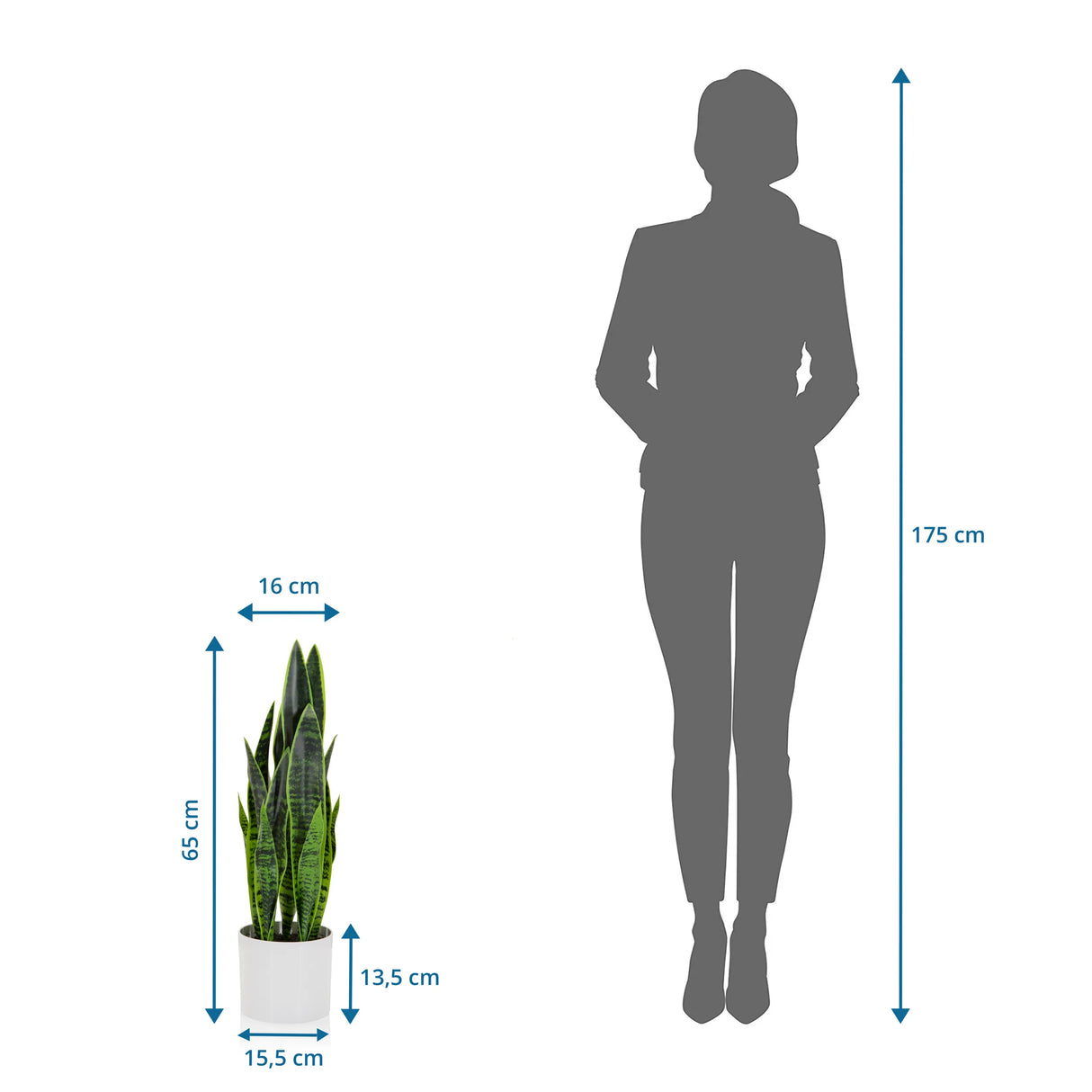 Maataanzicht van de Kunstplant SANSEVIERIA met een hoogte van 65 cm naast een silhouet van een persoon van hjh OFFICE