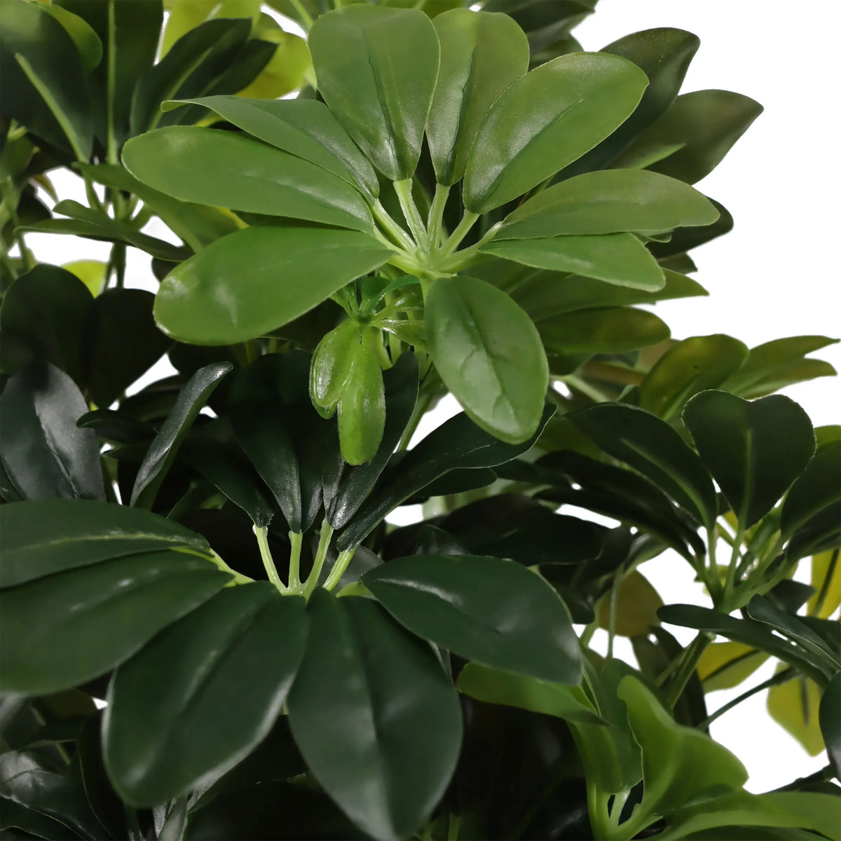 Groene bladeren van de kunstplant Schefflera 2 van hjh OFFICE