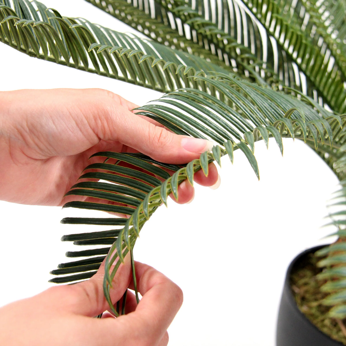 Close-up van de groene bladeren van de kunstplant CYCAS van hjh OFFICE