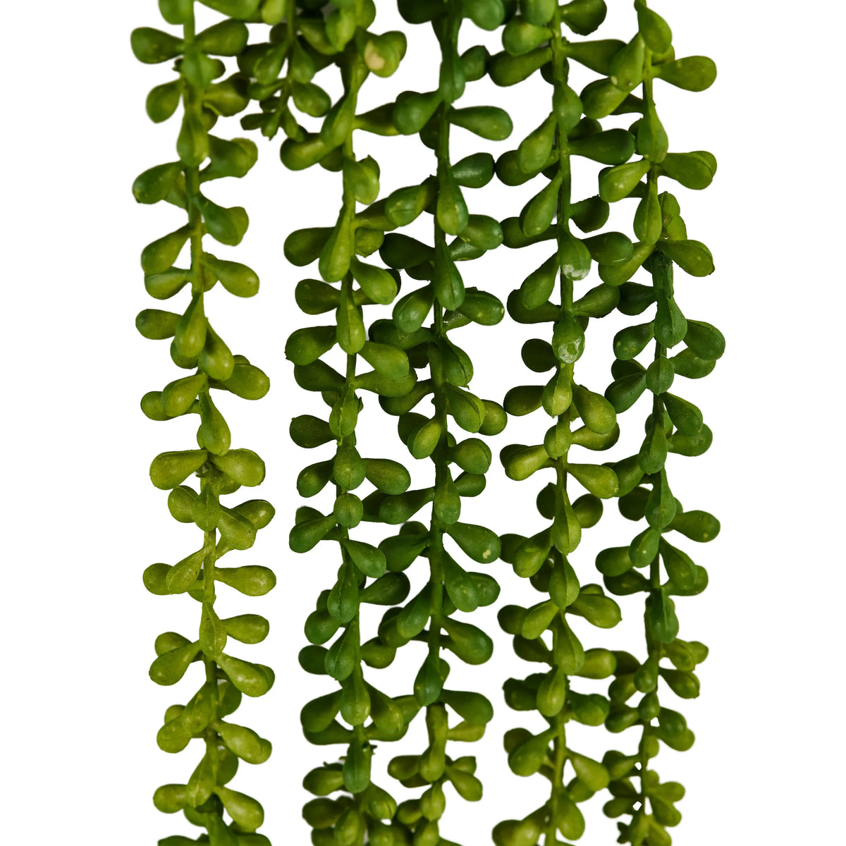 Groene bladeren van de hangplant Senecio Climb van hjh OFFICE