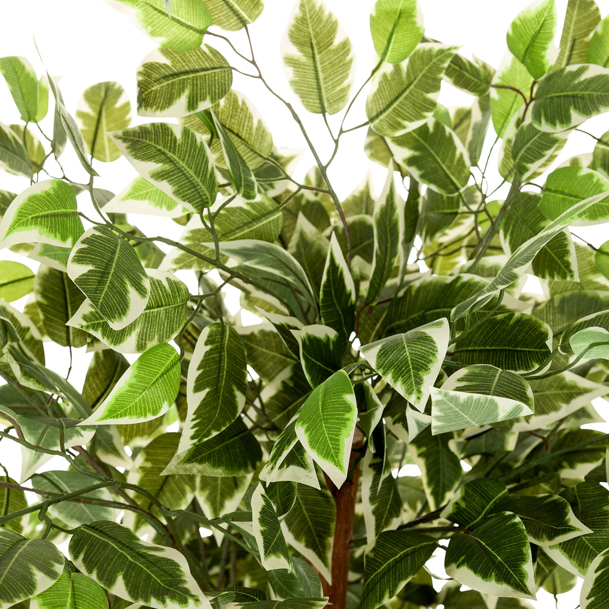 Groen-wit bontgebladerde bladeren van de Kunstplant FICUS van hjh OFFICE