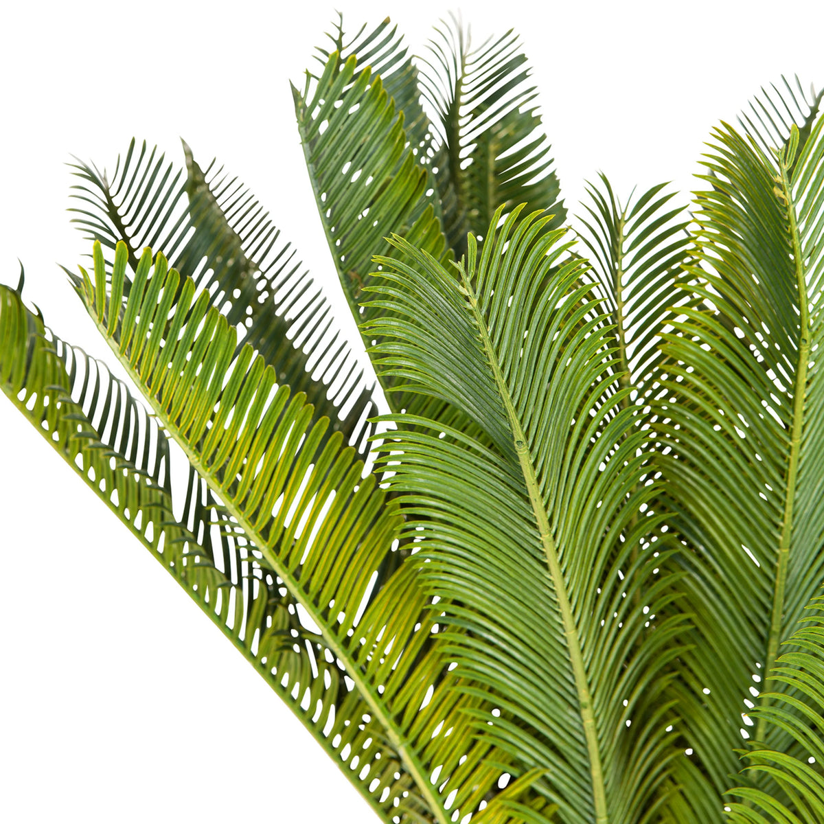 Groene bladeren van de Kunstplant CYCAS van hjh OFFICE