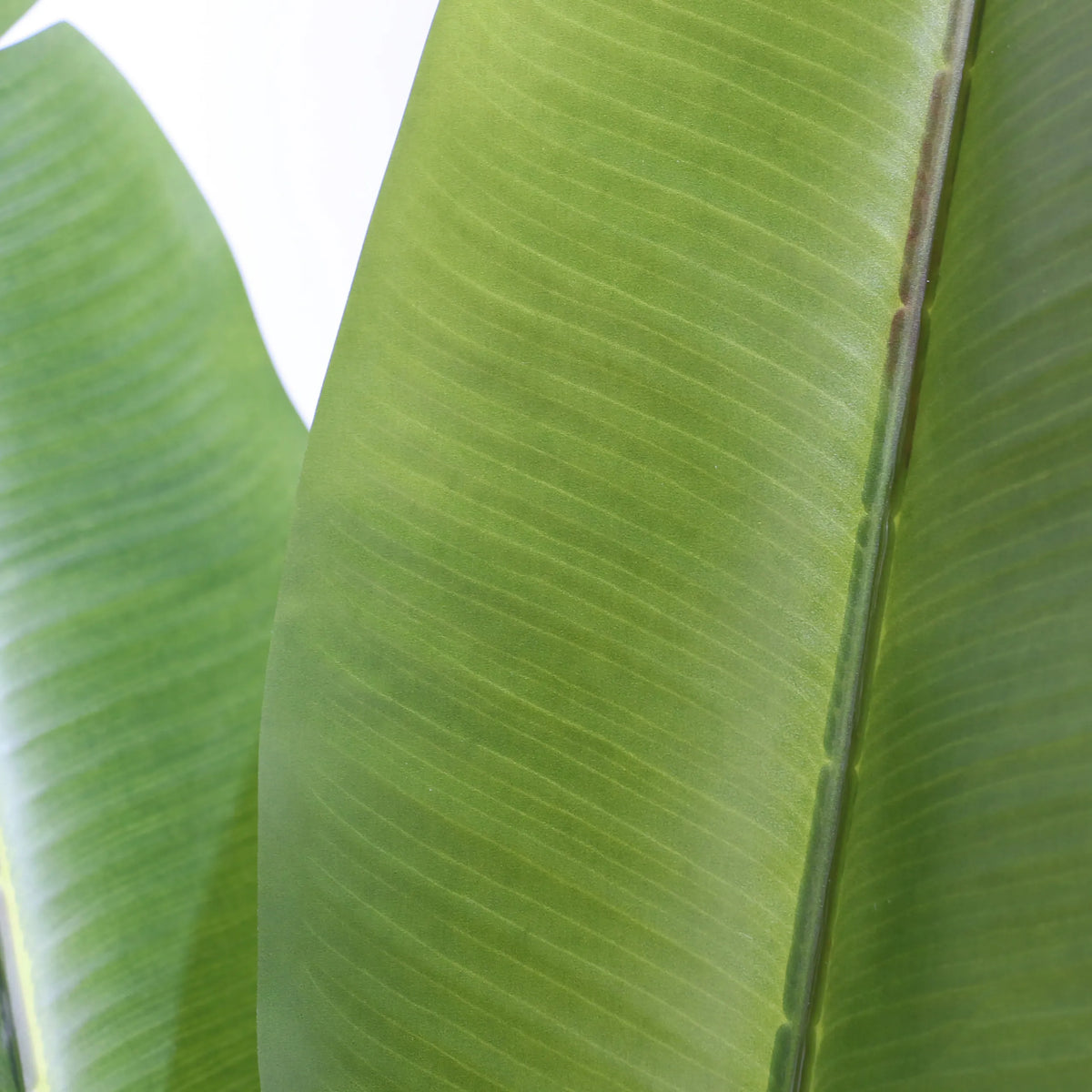 Groene bladstructuur van de Kunstplant BANANE van hjh OFFICE