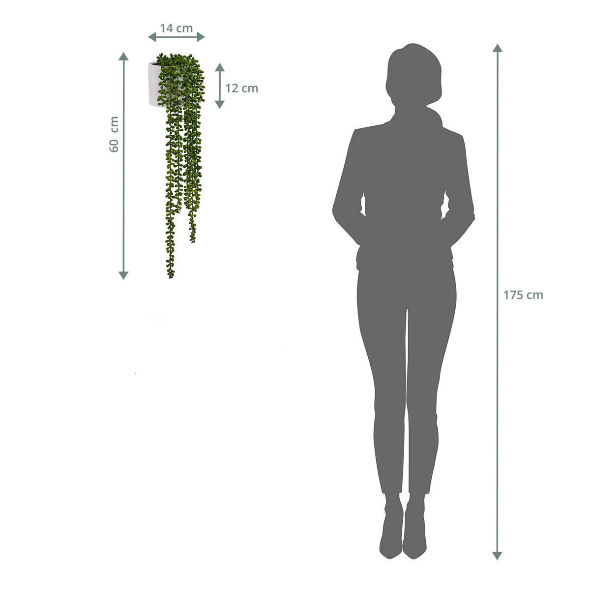 Maattekening van de wanddecoratie Senecio Climb met een totale lengte van 60 cm naast een silhouet van een persoon van hjh OFFICE