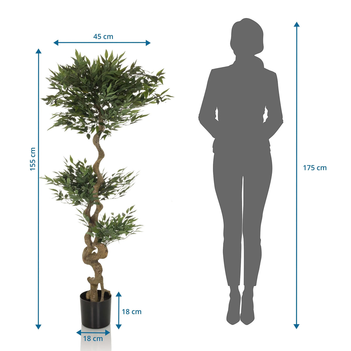 Maattekening van de Kunstplant ACACIA met een hoogte van 155 cm van hjh OFFICE