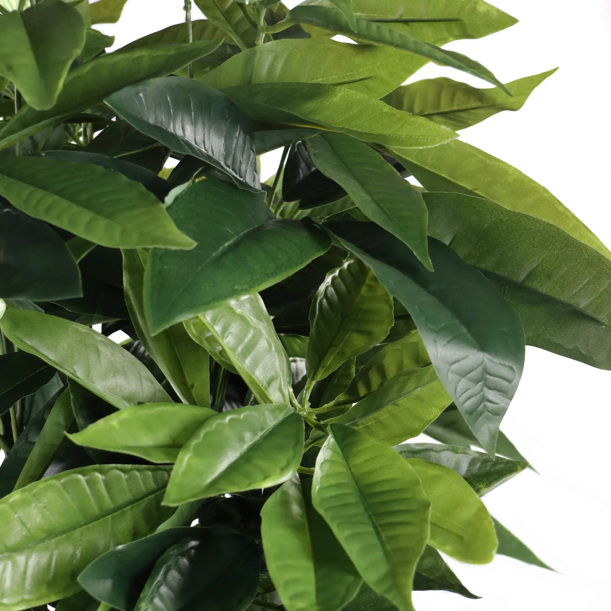 Groene bladeren van de Kunstplant PACHIRA van hjh OFFICE