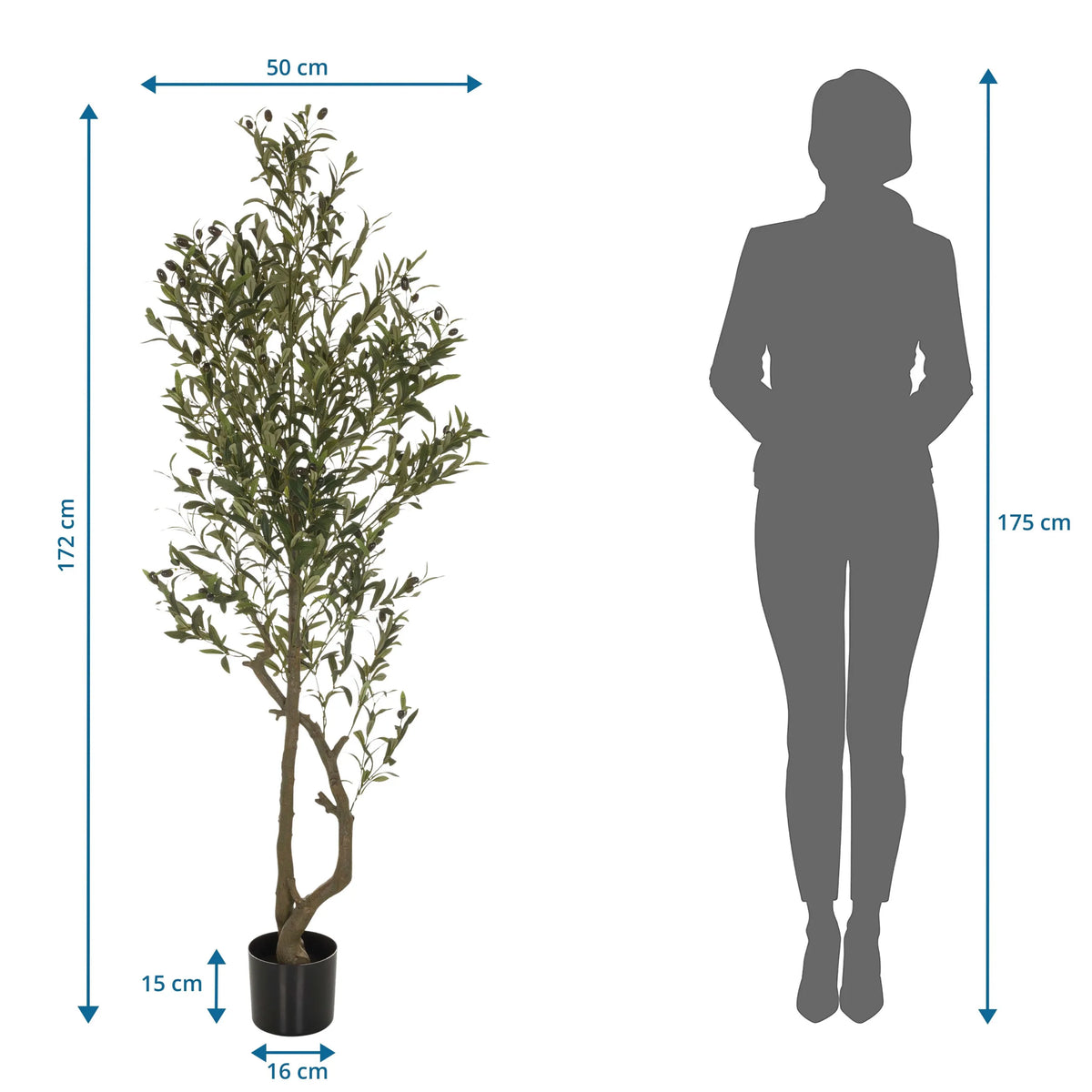 Maattekening van de Kunstplant OLIVE I met een hoogte van 172 cm van hjh OFFICE