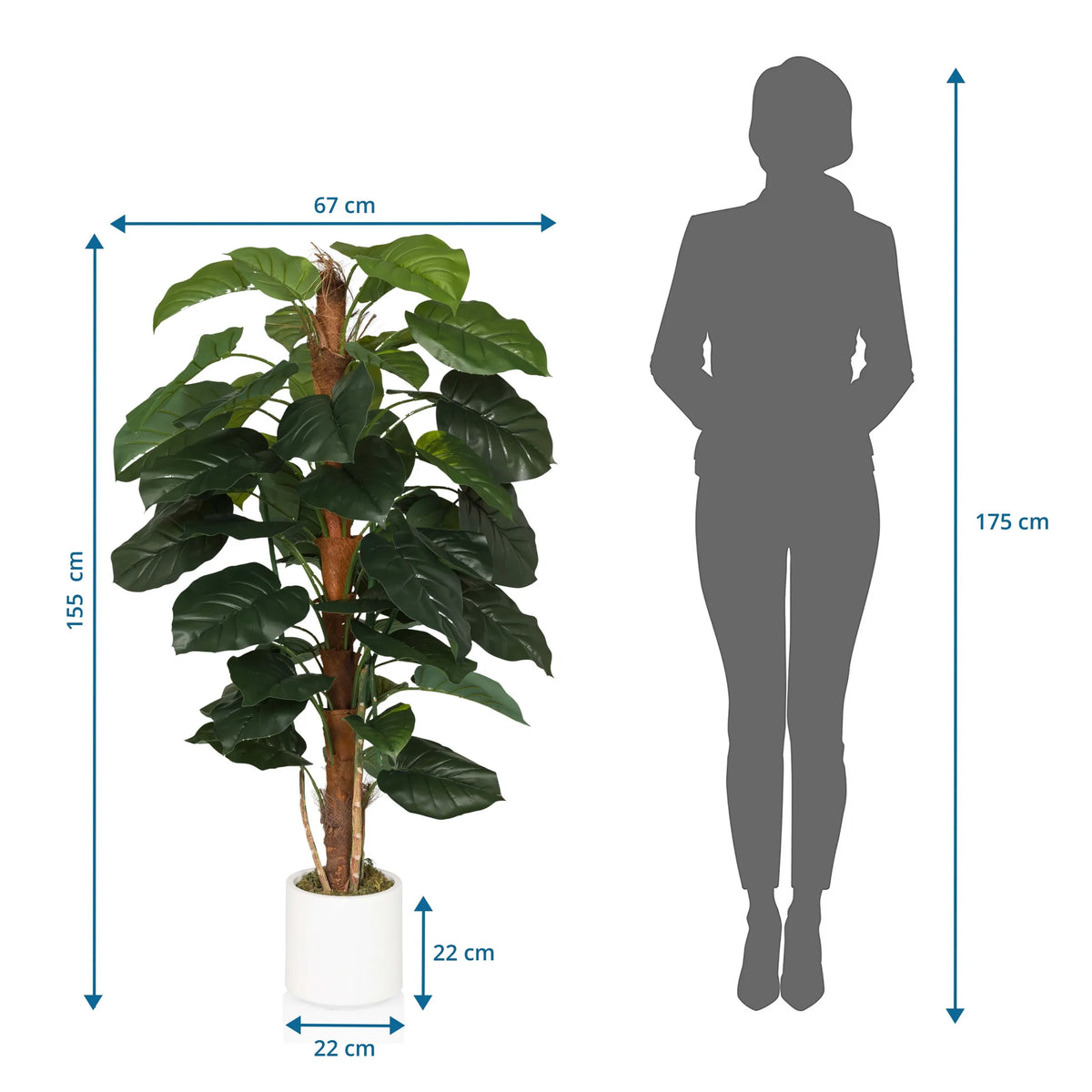 Maattekening van de Kunstplant EPIPREMNUM met een hoogte van 155 cm en breedte van 67 cm van hjh OFFICE