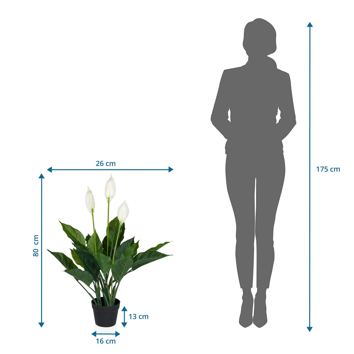 Maattekening van de Kunstplant SPATHIPHYLLUM met een hoogte van 80 cm en breedte van 26 cm van hjh OFFICE