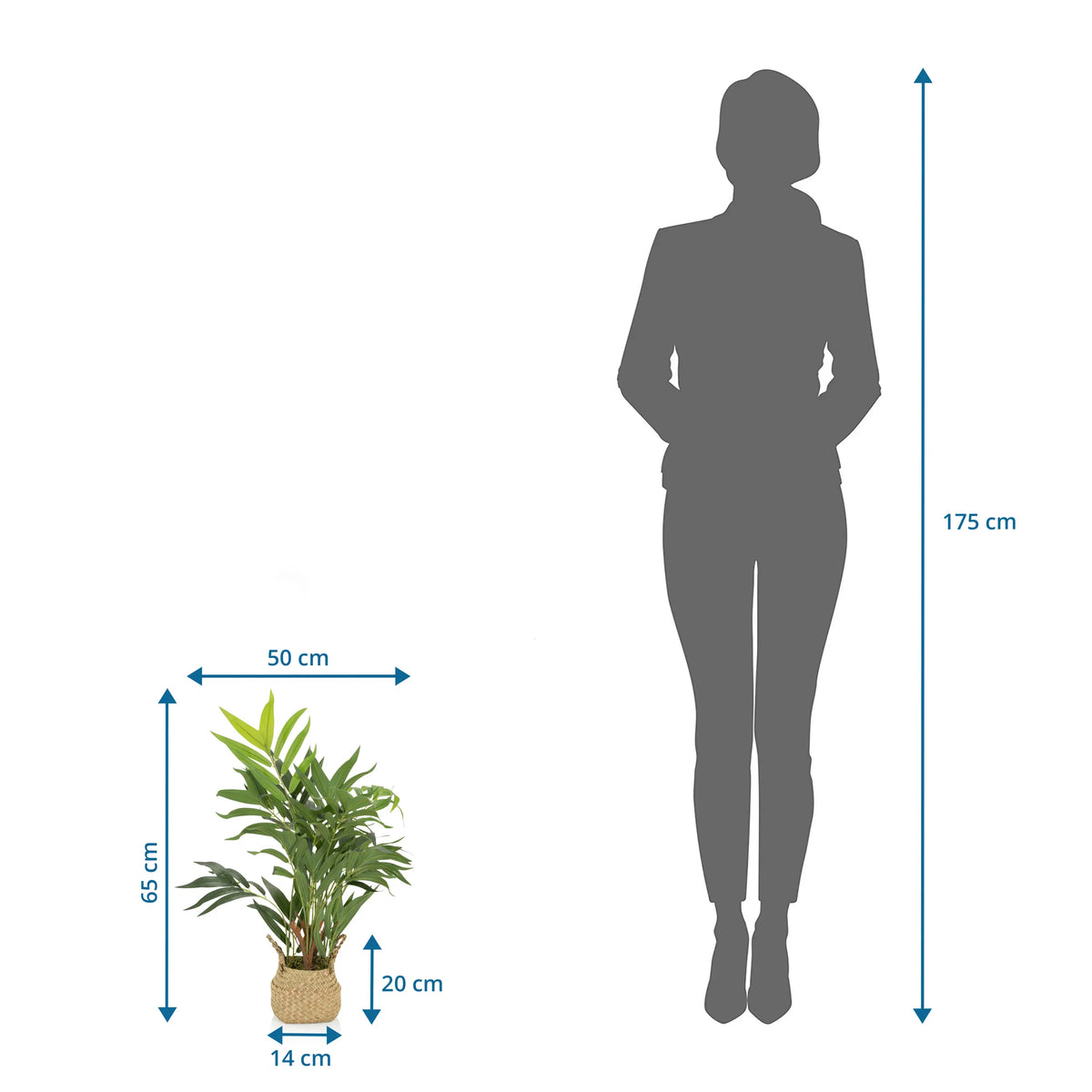Maattekening van de Kunstplant CHAMAEDOREA met een hoogte van 65 cm van hjh OFFICE