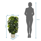 Maattekening van de Kunstplant Schefflera 2 met een hoogte van 110 cm en breedte van 48 cm van hjh OFFICE