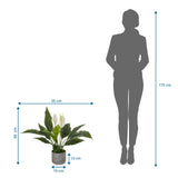 Maattekening van de Kunstplant Spathiphyllum 1 van 60 x 55 cm in vergelijking met een persoon van hjh OFFICE