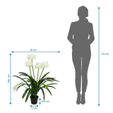 Maattekening van de Kunstplant AGAPANTHUS met een hoogte van 100 cm en breedte van 46 cm van hjh OFFICE