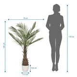 Maattekening van de Kunstplant DRACAENA met een hoogte van 120 cm en een breedte van 70 cm van hjh OFFICE