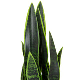Groene bladeren van de kunstplant SANSEVIERIA met donkergroene patronen van hjh OFFICE