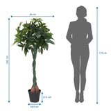 Maattekening van de Kunstplant PACHIRA met een hoogte van 160 cm en breedte van 66 cm van hjh OFFICE