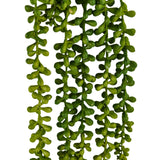 Groene bladeren van de hangplant Senecio Climb van hjh OFFICE