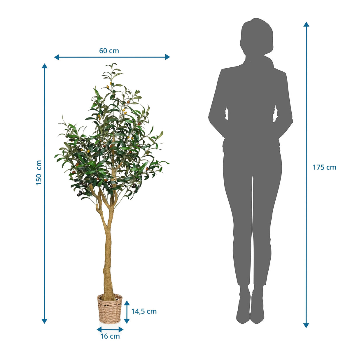 Maattekening van de Kunstplant OLIVE II met een hoogte van 150 cm en breedte van 60 cm van hjh OFFICE