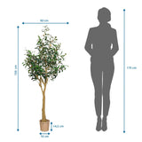 Maattekening van de Kunstplant OLIVE II met een hoogte van 150 cm en breedte van 60 cm van hjh OFFICE
