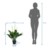 Maattekening van de Kunstplant SPATHIPHYLLUM met een hoogte van 80 cm en breedte van 26 cm van hjh OFFICE
