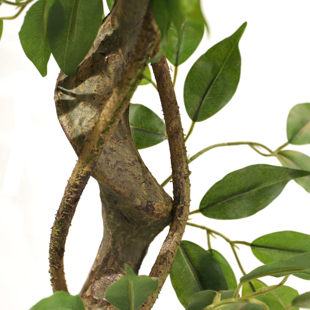 Gestructureerde bruine stam met groene bladeren van de Kunstplant FICUS I van hjh OFFICE