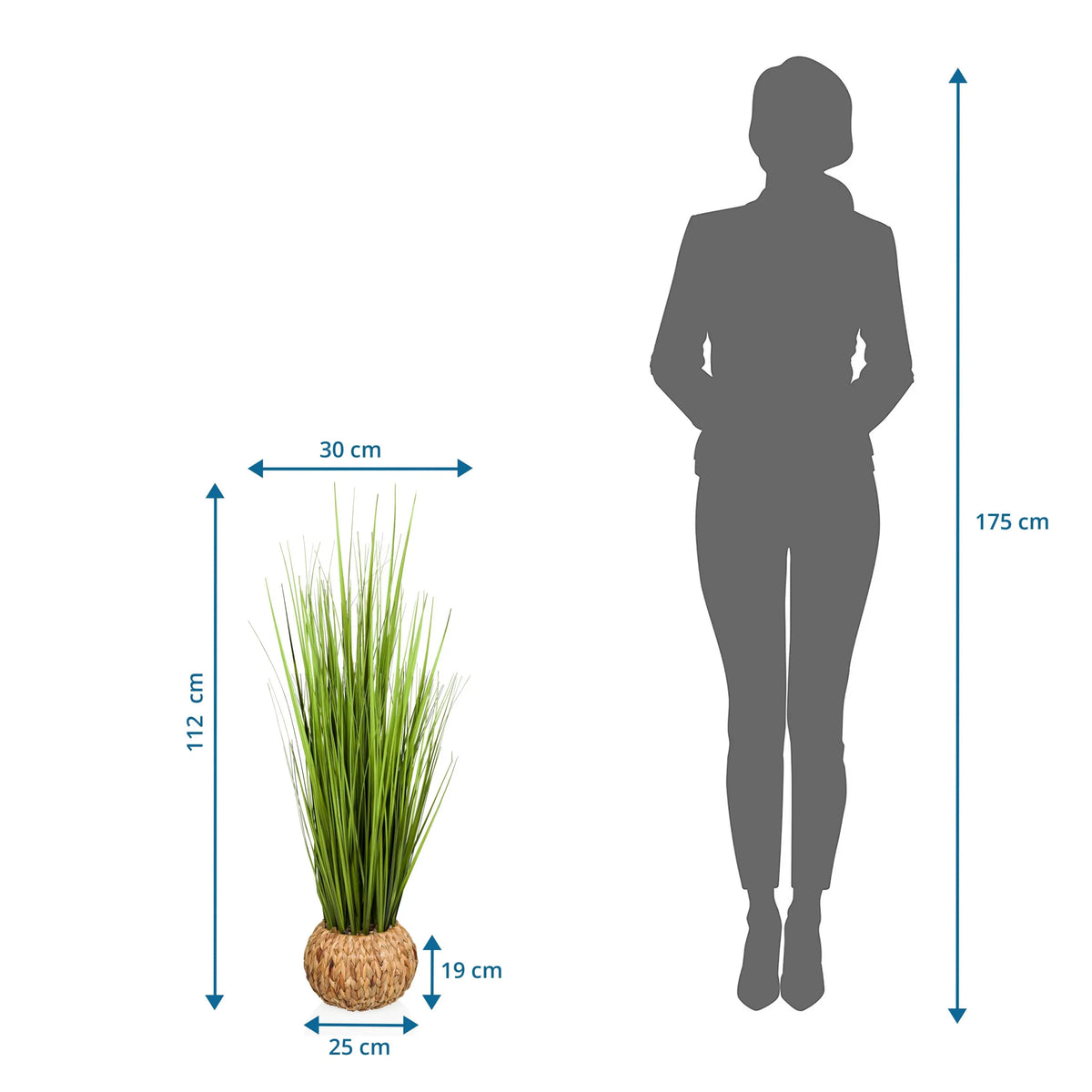 Maattekening van de Kunstplant CORTADERIA met een hoogte van 112 cm en breedte van 30 cm van hjh OFFICE