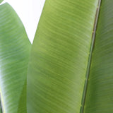 Groene bladstructuur van de Kunstplant BANANE van hjh OFFICE