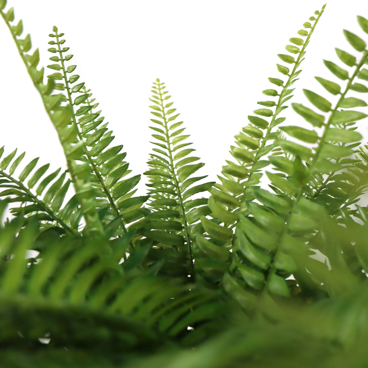 Groene varenbladeren van de Kunstplant Proliferum van hjh OFFICE
