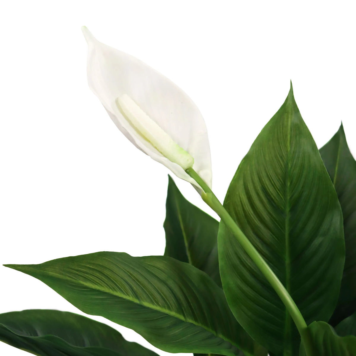 Witte bloesem en groene bladeren van de kunstplant SPATHIPHYLLUM van hjh OFFICE