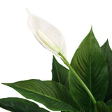 Witte bloesem en groene bladeren van de kunstplant SPATHIPHYLLUM van hjh OFFICE