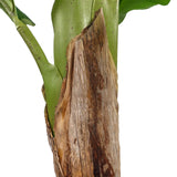 Stam met bruine bast van de kunstplant BANANE I van hjh OFFICE