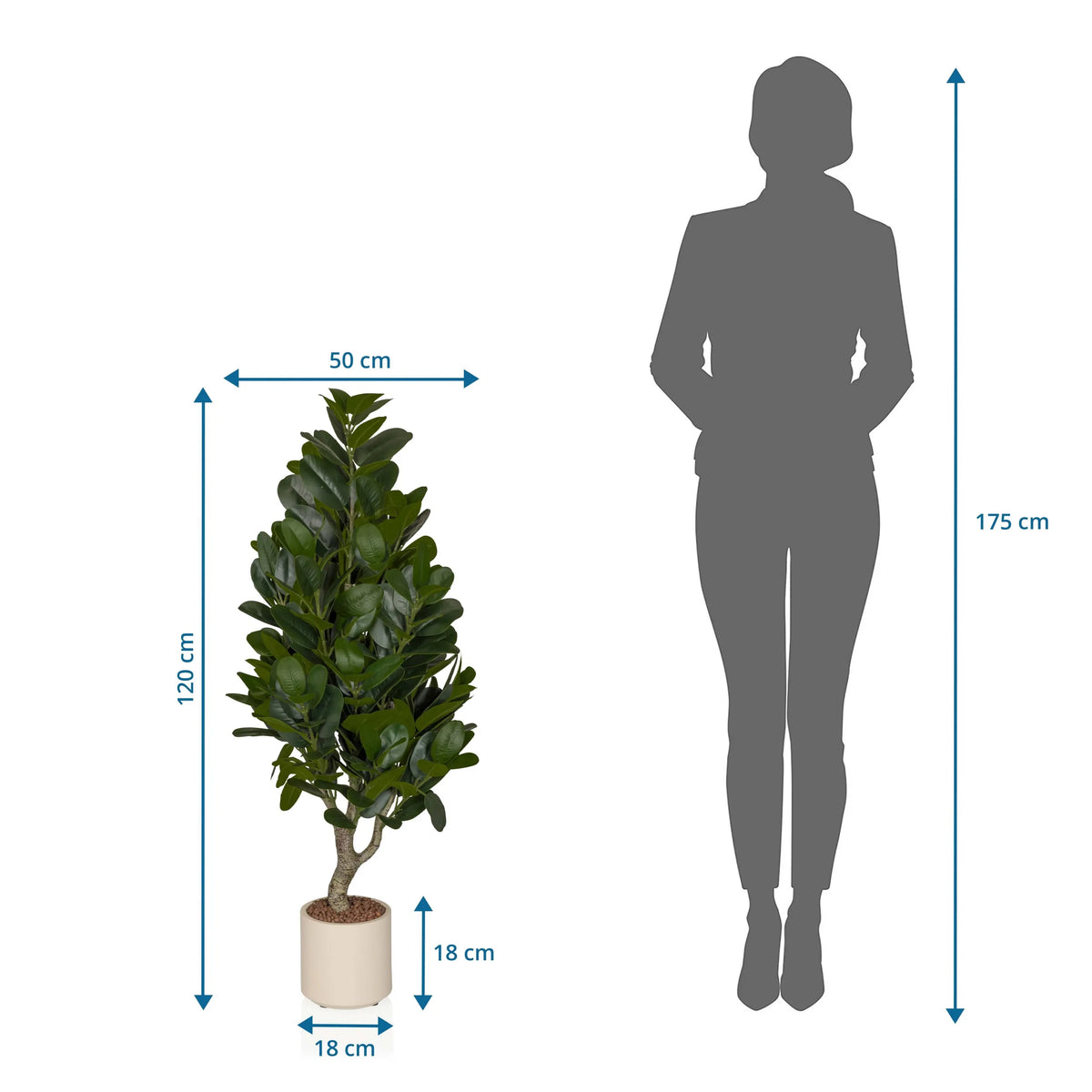 Maattekening van de Kunstplant Garcinia met een hoogte van 120 cm en breedte van 50 cm van hjh OFFICE