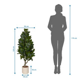 Maattekening van de Kunstplant Garcinia met een hoogte van 120 cm en breedte van 50 cm van hjh OFFICE