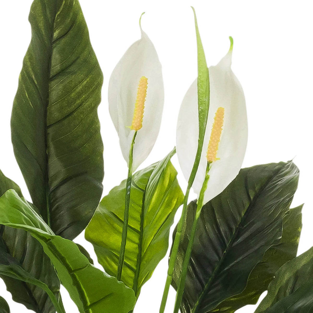 Witte bloemen en groene bladeren van de Kunstplant Spathiphyllum 1 van hjh OFFICE