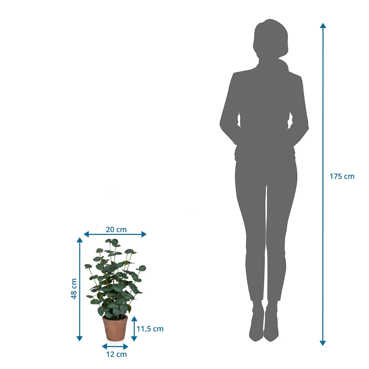 Maattekening van de Kunstplant Eucalyptus met een hoogte van 48 cm naast een personsilhouet van hjh OFFICE