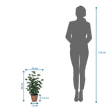 Maattekening van de Kunstplant Eucalyptus met een hoogte van 48 cm naast een personsilhouet van hjh OFFICE