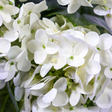 Witte bloesems van de Kunstplant HYDRANGEA met groene accenten van hjh OFFICE
