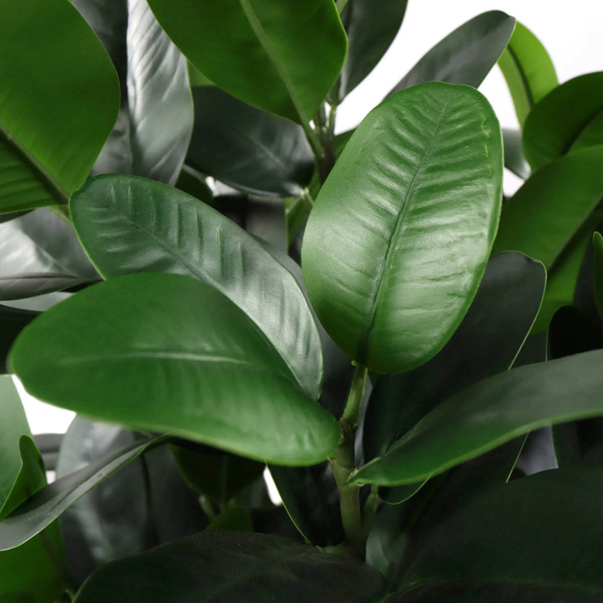 Groene bladeren van de kunstplant Garcinia van hjh OFFICE