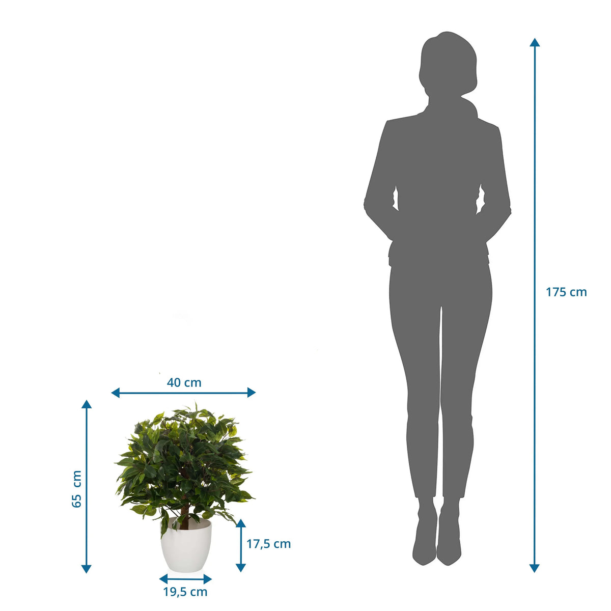 Maattekening van de Kunstplant FICUS II met een hoogte van 65 cm en breedte van 40 cm van hjh OFFICE