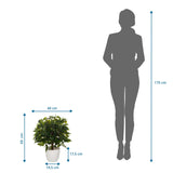Maattekening van de Kunstplant FICUS II met een hoogte van 65 cm en breedte van 40 cm van hjh OFFICE