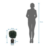 Maataanzicht van de Kunstplant BUXUS met een hoogte van 65 cm in vergelijking met een persoon van hjh OFFICE