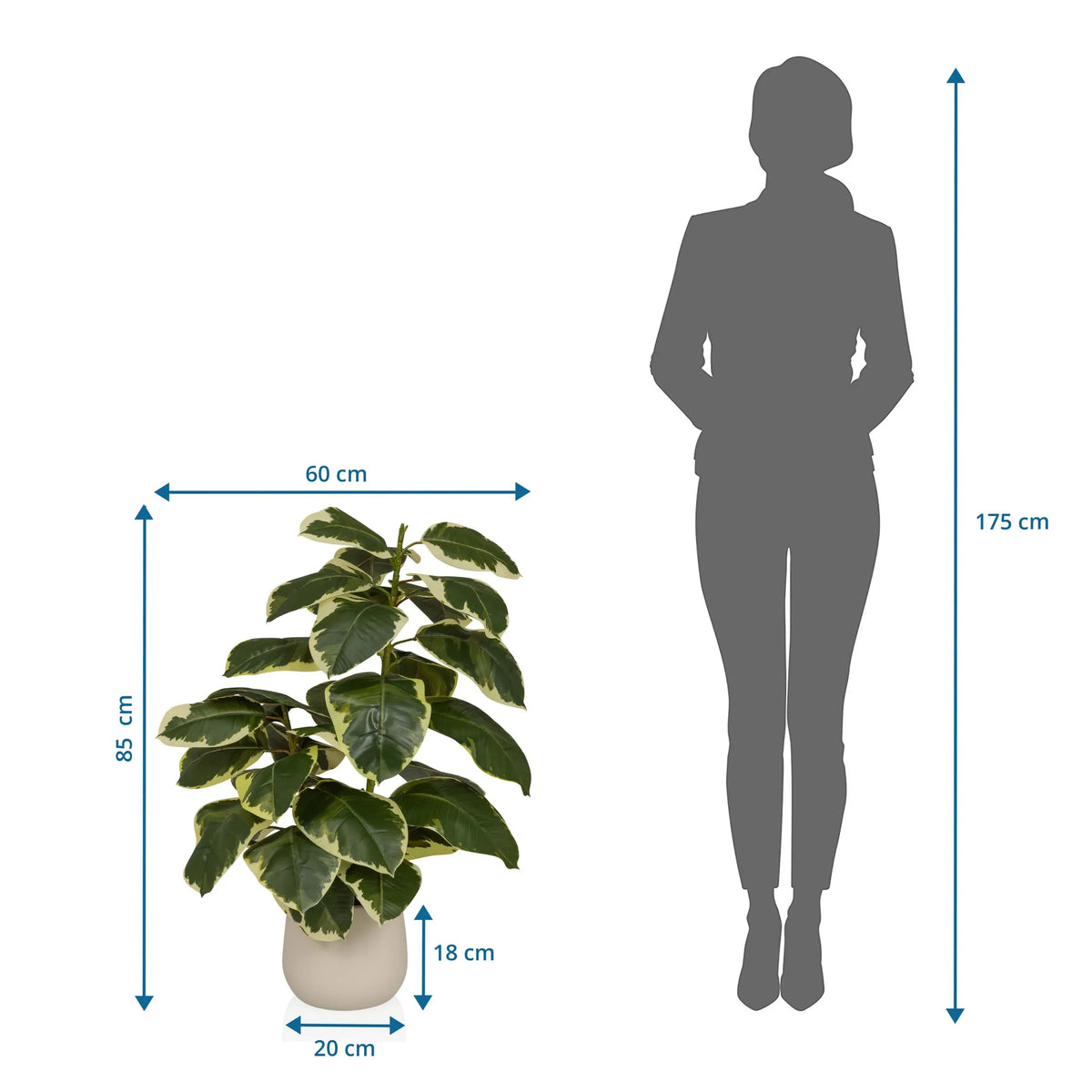 Maattekening van de Kunstplant Ficus 3 met een hoogte van 85 cm en breedte van 60 cm van hjh OFFICE