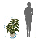 Maattekening van de Kunstplant Ficus 3 met een hoogte van 85 cm en breedte van 60 cm van hjh OFFICE