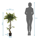 Maatafbeelding van de Kunstplant FICUS I met een hoogte van 120 cm en een breedte van 70 cm van hjh OFFICE