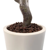 Stam en witte plantenpot met kleikorrels van de Kunstplant Garcinia van hjh OFFICE