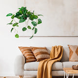 Groene Kunstplant MONSTERA CLIMB als hangplant tegen een lichte muur van hjh OFFICE
