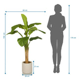 Maattekening van de Kunstplant BANANE I met een hoogte van 150 cm en breedte van 60 cm van hjh OFFICE